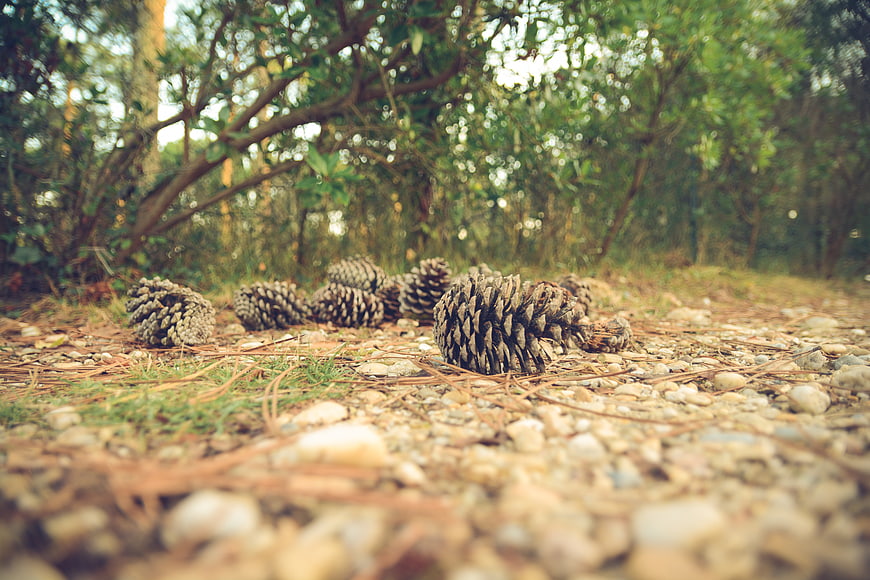 Low angle pine cones on forest floor with pebbles