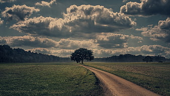 Lone tree on dirt road under dramatic cloudy sky