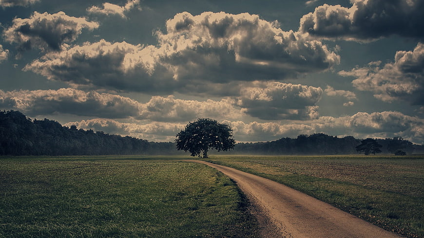 Lone tree on dirt road under dramatic cloudy sky