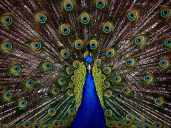 Front view of peacock displaying vibrant blue and green plumage