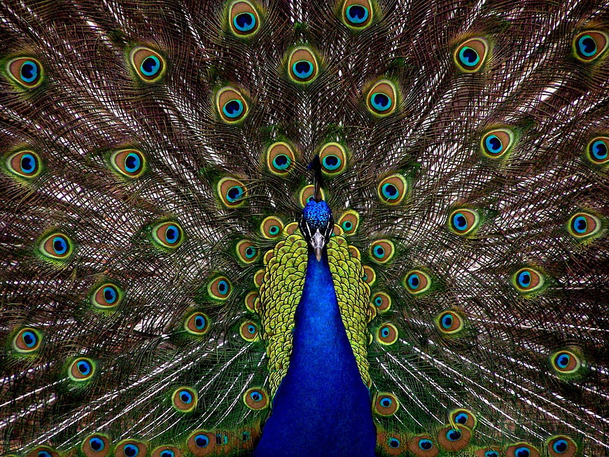 Front view of peacock displaying vibrant blue and green plumage
