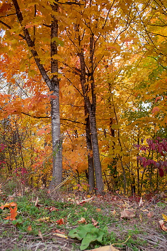 Vibrant Autumn Forest with Golden Maple Trees