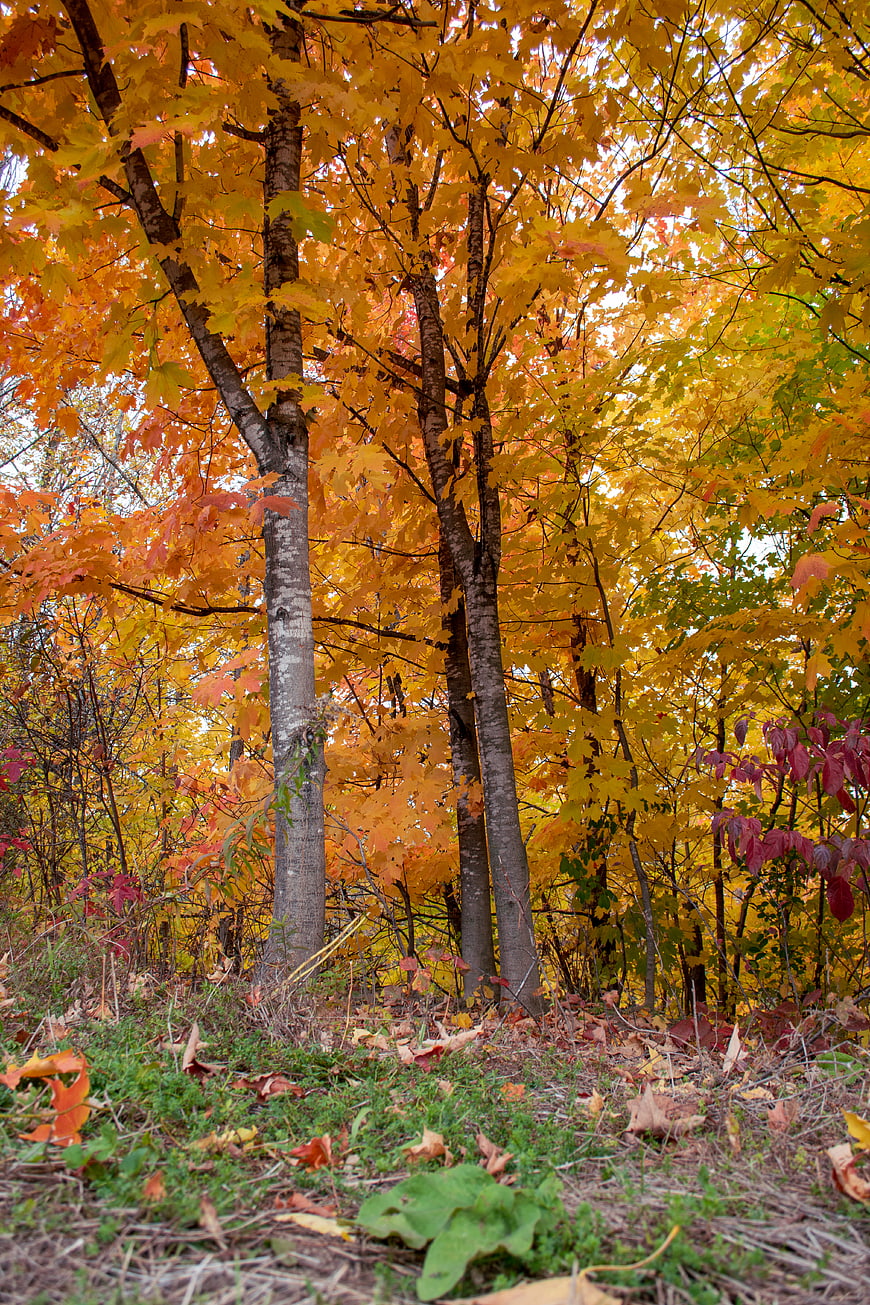 Vibrant Autumn Forest with Golden Maple Trees