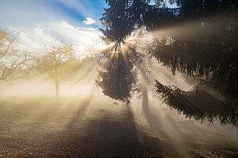 Sunbeams piercing through foggy forest trees in a serene landscape