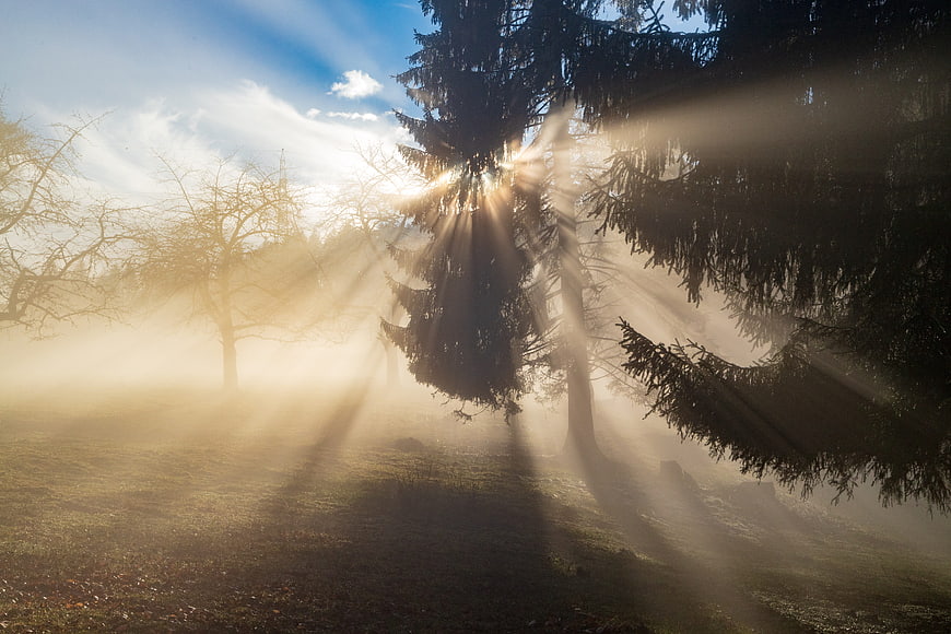Sunbeams piercing through foggy forest trees in a serene landscape