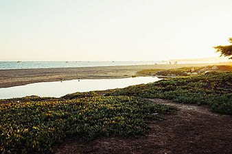 Coastal Landscape with Ice Plant and Ocean at Sunset