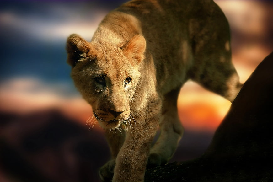 Young Lion Cub Walking on Rock at Sunset