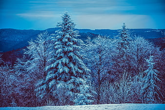 Frost-covered evergreen tree in a blue winter forest landscape