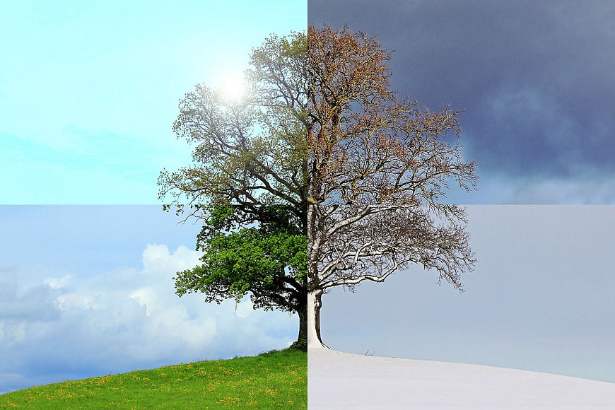 Four Seasons Tree Concept: Spring, Summer, Autumn, Winter
