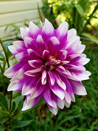Vibrant Purple and White Dahlia Flower in Garden