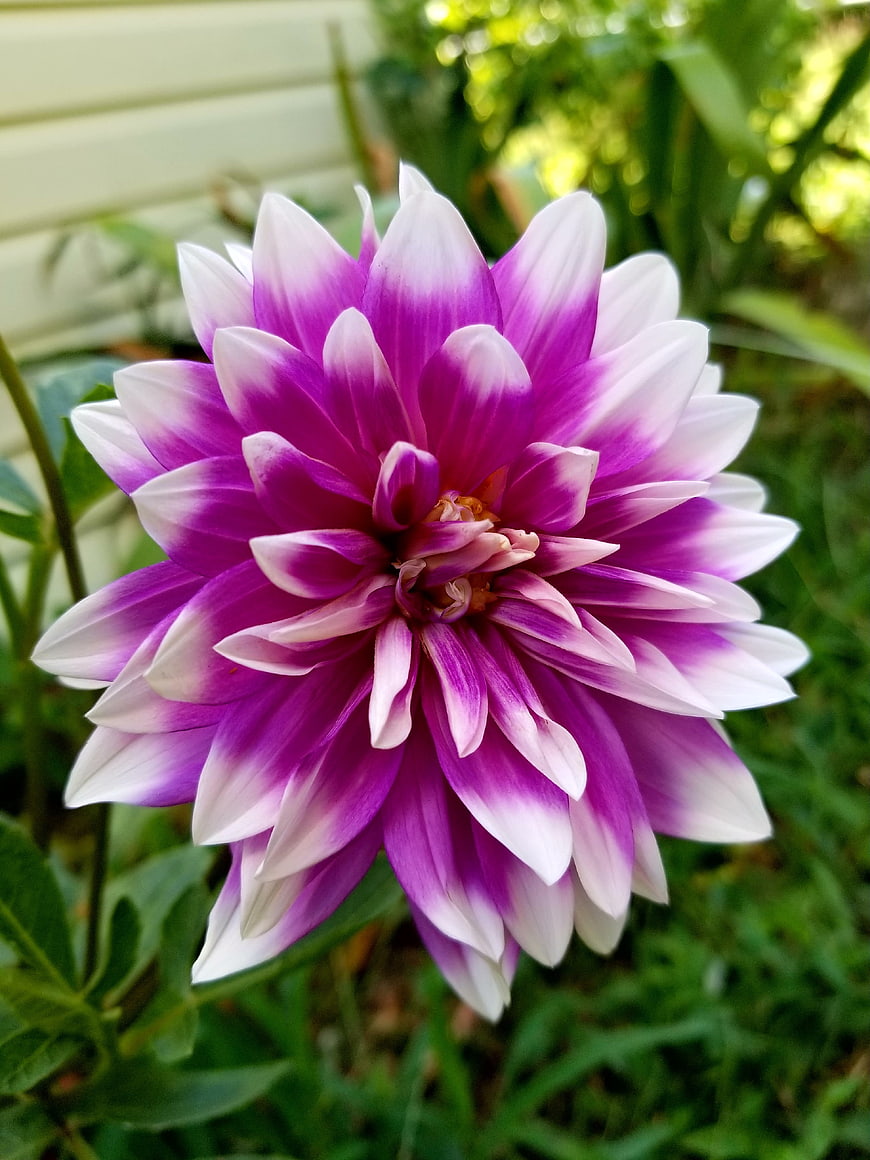 Vibrant Purple and White Dahlia Flower in Garden
