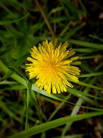 Close-up of a bright yellow dandelion flower in green grass