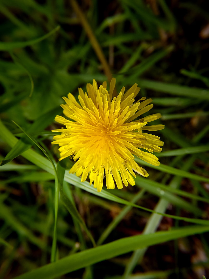 Close-up of a bright yellow dandelion flower in green grass