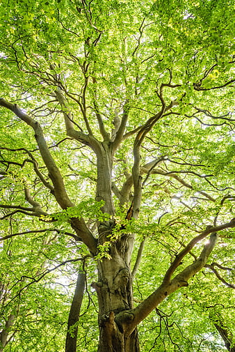 Low Angle View of Old Beech Tree Canopy in Summer Forest