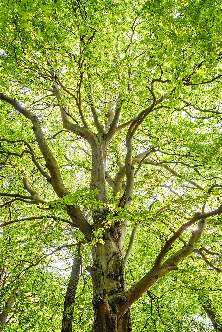 Low Angle View of Old Beech Tree Canopy in Summer Forest