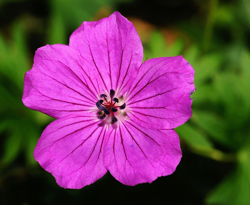 Close-up of vibrant purple wildflower with green background