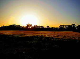 Golden sunset over wheat field with tree silhouette