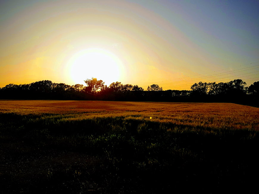 Golden sunset over wheat field with tree silhouette