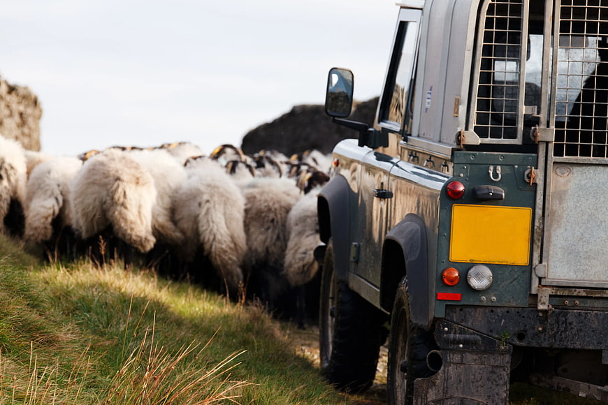 Green Land Rover and Sheep Flock on Rural Road