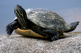 Red-Eared Slider Turtle Basking On Rock