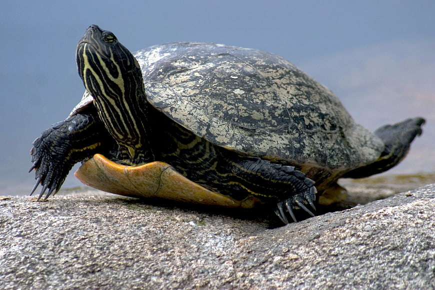 Red-Eared Slider Turtle Basking On Rock