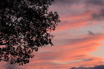 Silhouette of Tree Branches Against Vibrant Pink Sunset Sky