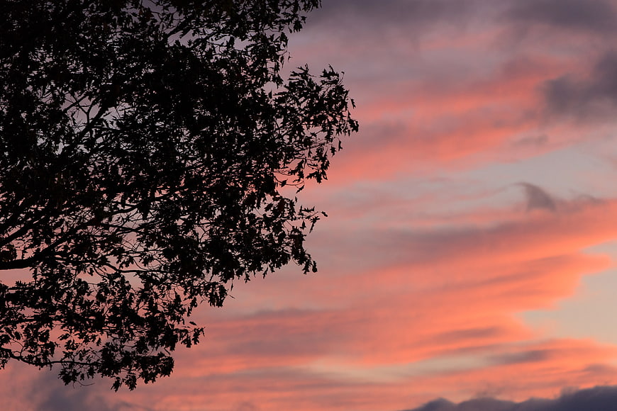 Silhouette of Tree Branches Against Vibrant Pink Sunset Sky