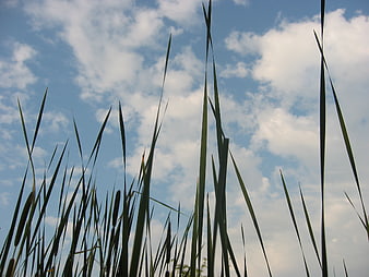 Tall reeds silhouetted against a blue sky with clouds