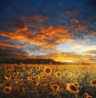 Sunflower Field at Sunset with Dramatic Orange and Blue Sky