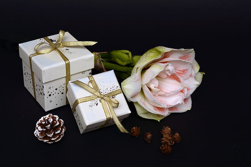 White Christmas Gift Boxes with Gold Ribbon and Amaryllis Flower