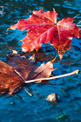 Red maple leaf floating on blue water puddle