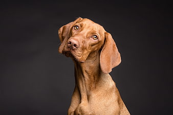 Studio portrait of a brown dog with tilted head