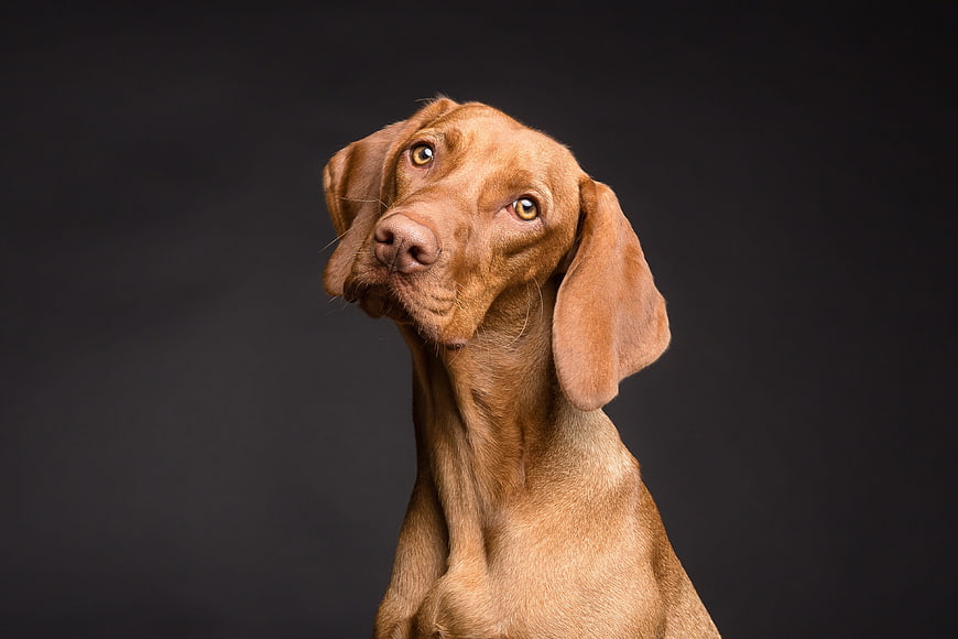 Studio portrait of a brown dog with tilted head