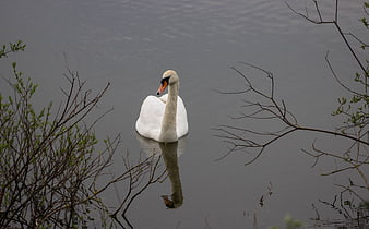 White Swan Floating on Calm Lake with Reflection
