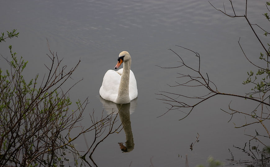 White Swan Floating on Calm Lake with Reflection