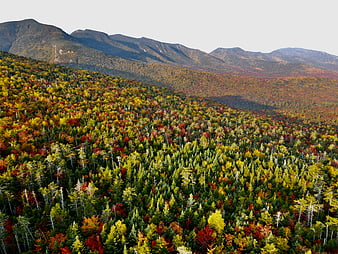 Aerial View of Vibrant Autumn Forest and Mountain Range