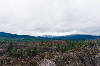 Misty mountain forest landscape with evergreen trees and overcast sky