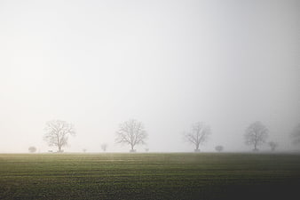 Misty Green Field With Distant Bare Trees