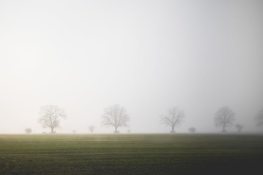 Misty Green Field With Distant Bare Trees