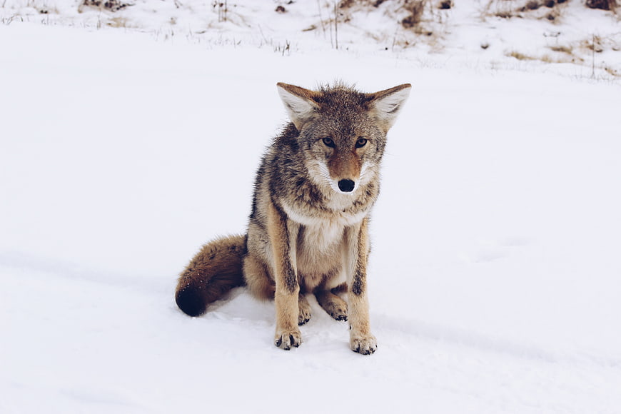 Coyote Sitting in Snowy Winter Landscape