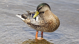 Mallard Duck Preening Feathers in Shallow Water