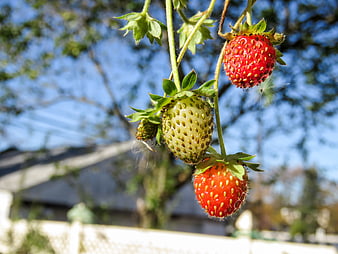 Ripe and Unripe Strawberries Hanging on Vine