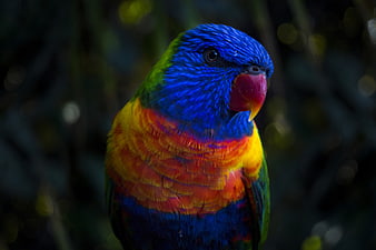 Close-up of a colorful Rainbow Lorikeet parrot