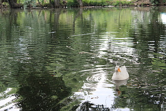 White duck swimming in a calm green lake