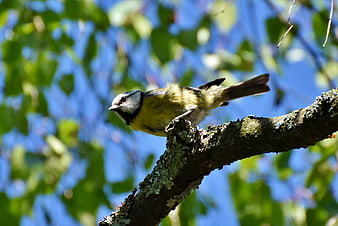 Blue Tit Perched on Lichen-Covered Branch in Sunlight