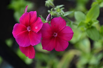 Vibrant Pink Petunia Flowers Close-Up