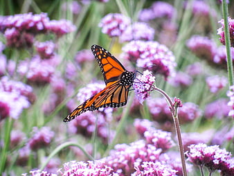Monarch Butterfly on Purple Verbena Flowers