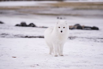 Arctic Fox Standing in Snowy Winter Landscape