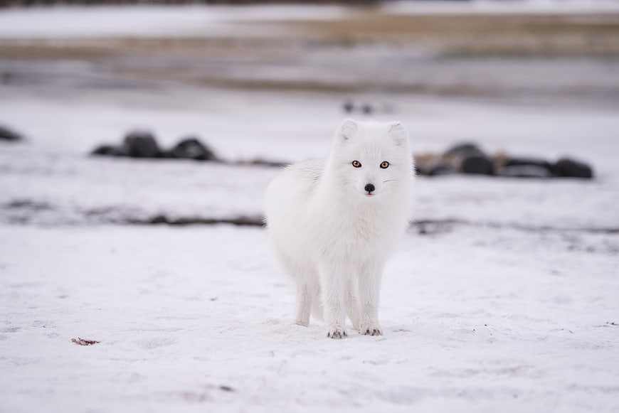 Arctic Fox Standing in Snowy Winter Landscape