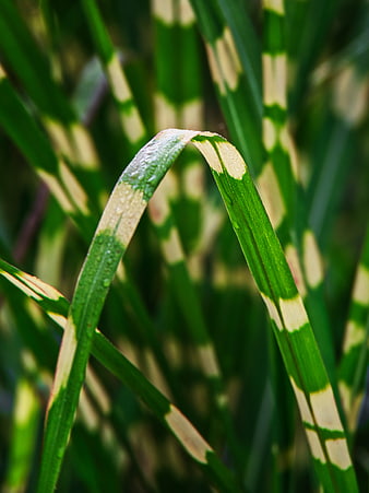 Close-up of striped zebra grass with dew drops